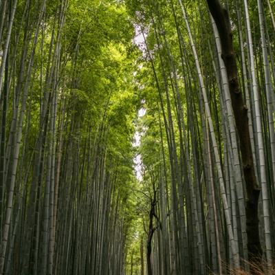 中国驻日本使馆发言人就深圳日本人学校学童不幸遇害案答记者问